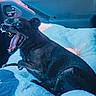 dog, black_dog, pet, car_interior, car_seat, cushion, fluffy_bed, animal, mouth_open, teeth, paw_print, vehicle, window, door_handle, seatbelt, indoor, cute, canine, yawning, resting