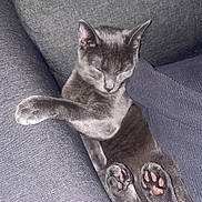 Sika participe au concours pour gagner de l'argent avec cette photo : cat, grey_cat, sleeping_cat, paw_pads, paws, sofa, cushion, remote_control, indoor, cozy, relaxed, fur, ears, nose, whiskers, portrait, close_up, textile, flash, living_room