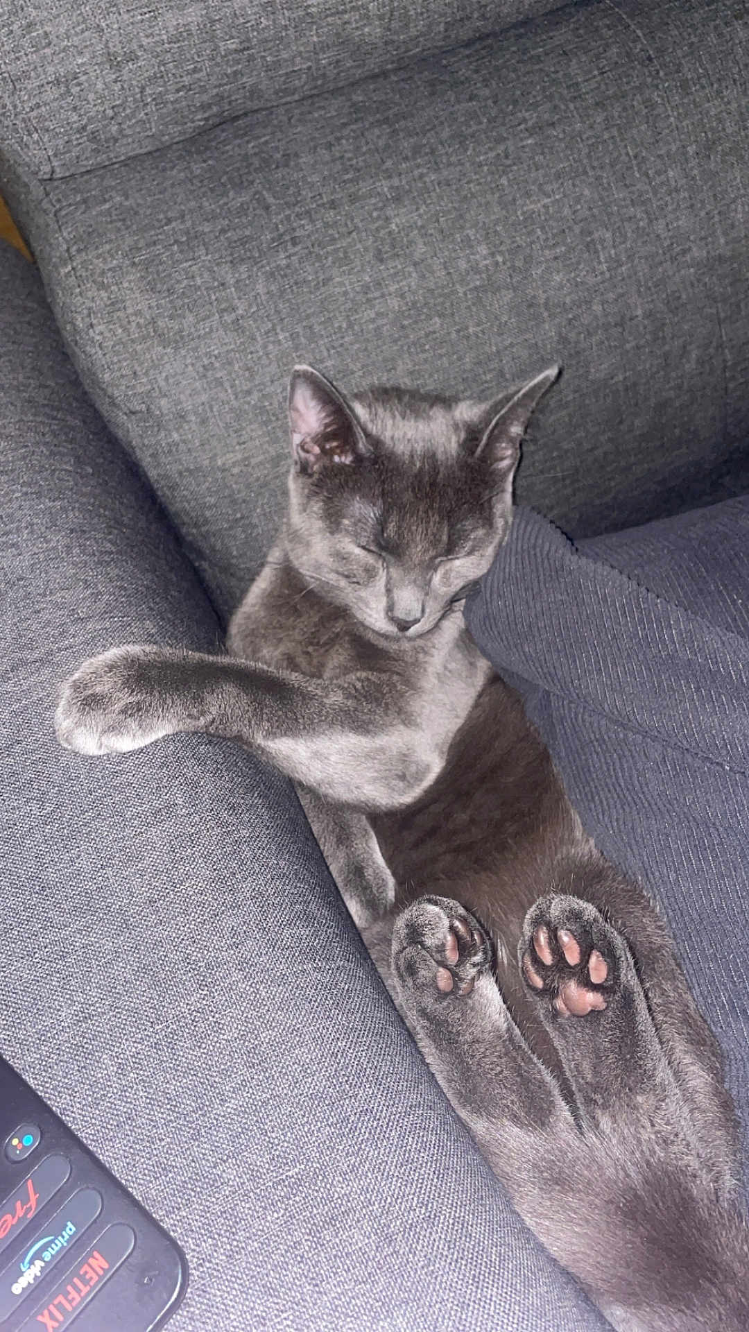 Sika participe au concours pour gagner de l'argent avec cette photo : cat, grey_cat, sleeping_cat, paw_pads, paws, sofa, cushion, remote_control, indoor, cozy, relaxed, fur, ears, nose, whiskers, portrait, close_up, textile, flash, living_room