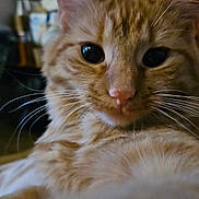 Molly participe au concours pour gagner de l'argent avec cette photo : abyssinian, angora, animal, cat, couch, furniture, hardwood, kitten, manx, pet, plywood, shelf, siamese, wood
