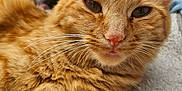 Molly a rejoint le concours — aidez-le/la à gagner de superbes lots ! abyssinian, animal, bodypart, cat, computer, couch, electronics, furniture, hardwood, indoors, kitten, laptop, manx, pc, person, pet, plywood, siamese, sleeping, wood