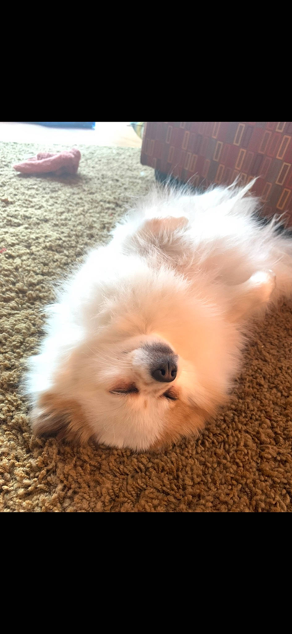 Millie joined the competition — help win amazing prizes! canidae, carnivore, companion_dog, dog, dog_breed, fur, labradoodle, maltepoo, non_sporting_group, paw, poodle, shih_poo, small_terrier, snout, sporting_group, terrier, toy_dog, water_dog, whiskers, working_animal