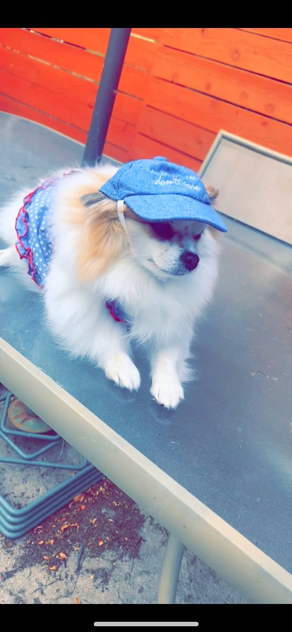 Millie is registered to the contest to win money with this photo: blue, canidae, carnivore, collar, companion_dog, dog, dog_breed, dog_collar, dog_supply, electric_blue, flooring, fur, paw, plant, small_terrier, snout, sporting_group, tail, terrier, toy_dog