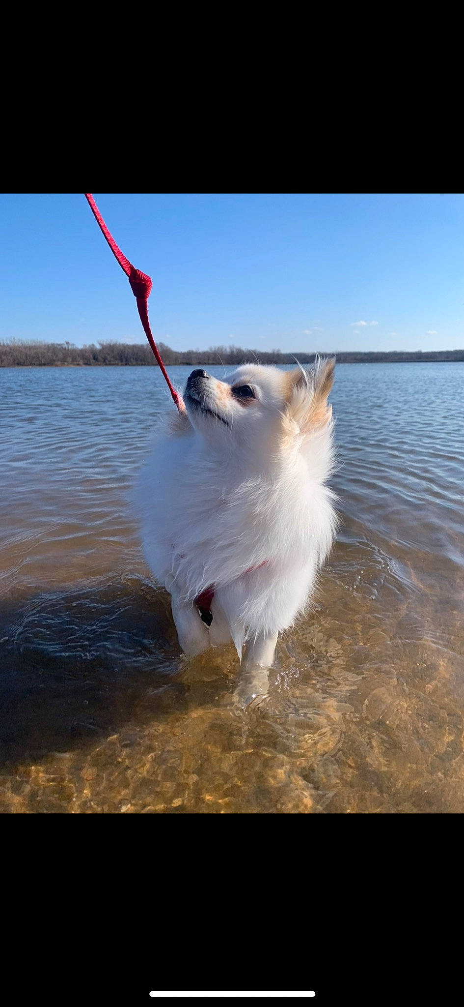 Millie joined the competition — help win amazing prizes! beach, canidae, carnivore, cloud, coast, dog, dog_breed, feather, gesture, happy, lake, seabird, shore, sky, sporting_group, water, wave, wind, wind_wave, wing