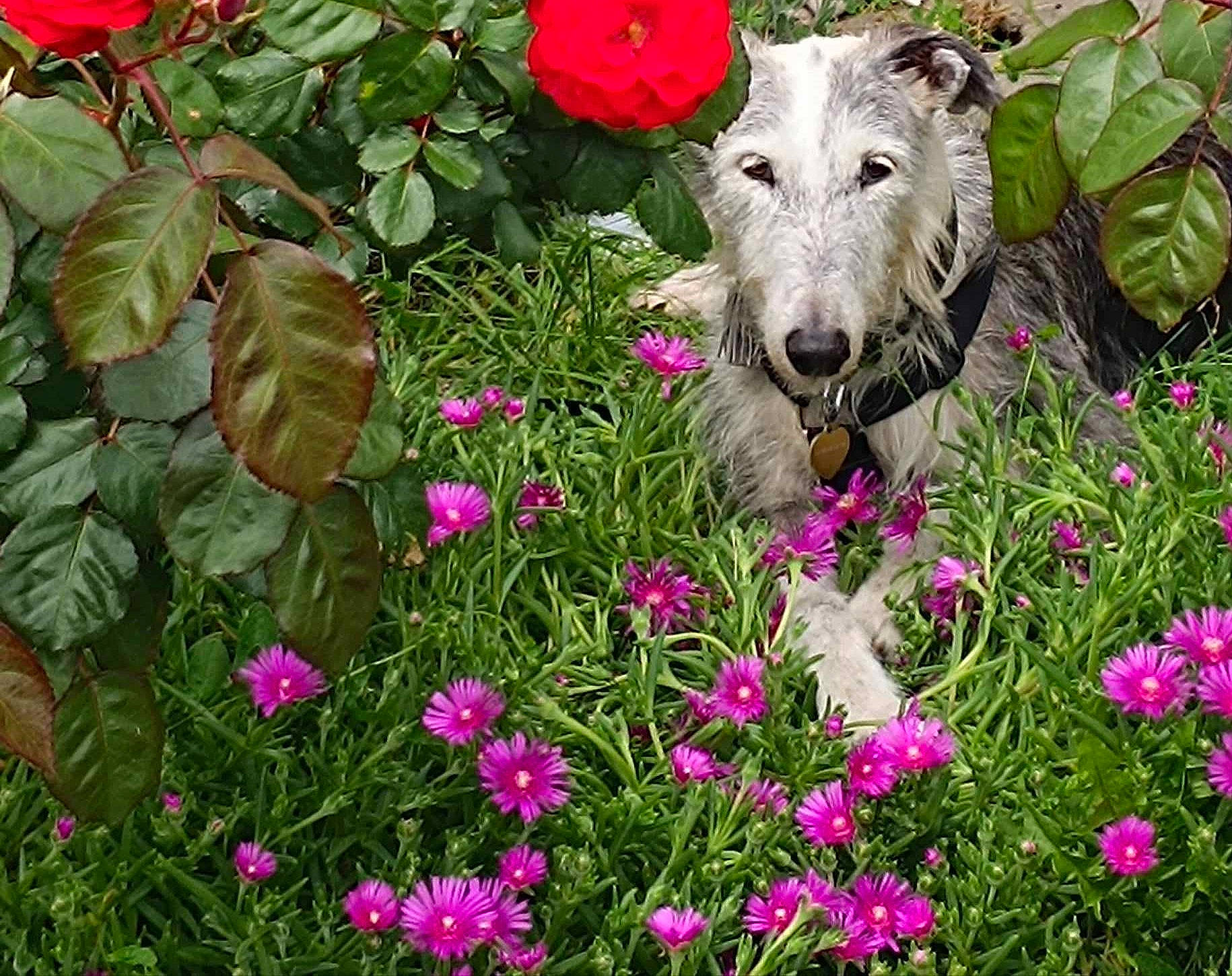 Missouri a rejoint le concours — aidez-le/la à gagner de superbes lots ! annual_plant, botany, flower, flowering_plant, garden, grass, groundcover, herbaceous_plant, magenta, petal, pink, pink_family, plant, rose, shrub, subshrub, terrestrial_animal, vegetation, wildflower, working_animal