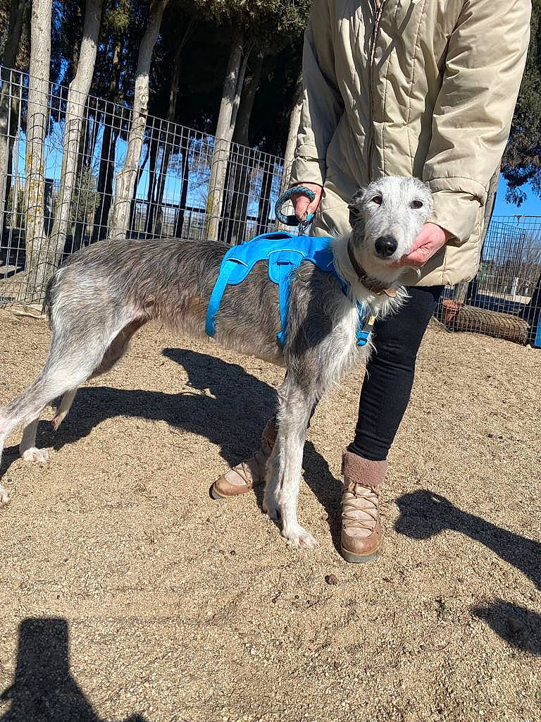 Missouri participe au concours pour gagner de l'argent avec cette photo : canidae, carnivore, collar, companion_dog, dog, dog_breed, dog_clothes, dog_collar, dog_supply, fashion_accessory, fawn, fence, leash, leisure, pet_supply, recreation, soil, sporting_group, tree, working_animal