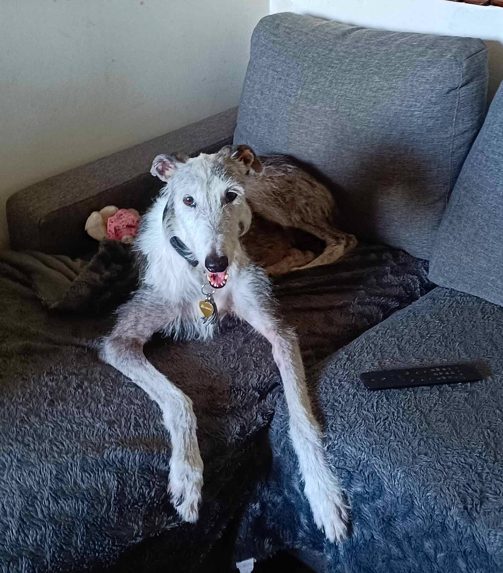 Missouri a rejoint le concours — aidez-le/la à gagner de superbes lots ! canidae, carnivore, comfort, companion_dog, couch, dog, dog_breed, fang, fawn, felidae, fur, furniture, grey, jaw, sighthound, snout, sporting_group, tail, terrestrial_animal, whiskers