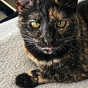 Darcy joined the competition — help win amazing prizes! cat, tortoiseshell, pet, animal, feline, closeup, tongue, fur, whiskers, yellow_eyes, indoor, resting, cute, soft_texture, cozy, portrait, relaxed, paw, black, brown