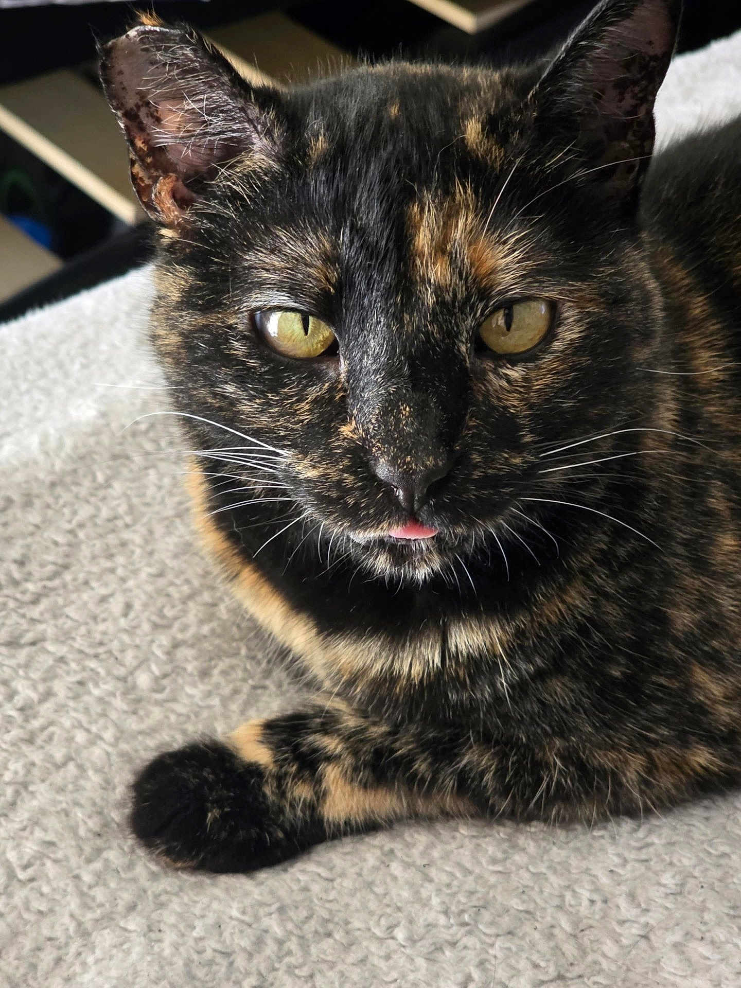 Darcy joined the competition — help win amazing prizes! cat, tortoiseshell, pet, animal, feline, closeup, tongue, fur, whiskers, yellow_eyes, indoor, resting, cute, soft_texture, cozy, portrait, relaxed, paw, black, brown