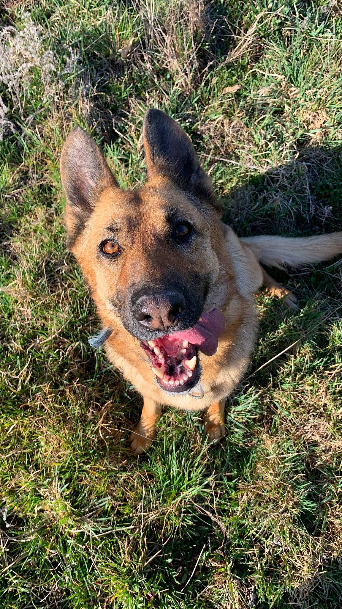 Octée participe au concours pour gagner de l'argent avec cette photo : canidae, carnivore, dog, dog_breed, east_european_shepherd, fang, fawn, german_shepherd_dog, grass, herding_dog, plant, sporting_group, terrestrial_animal, working_animal, working_dog