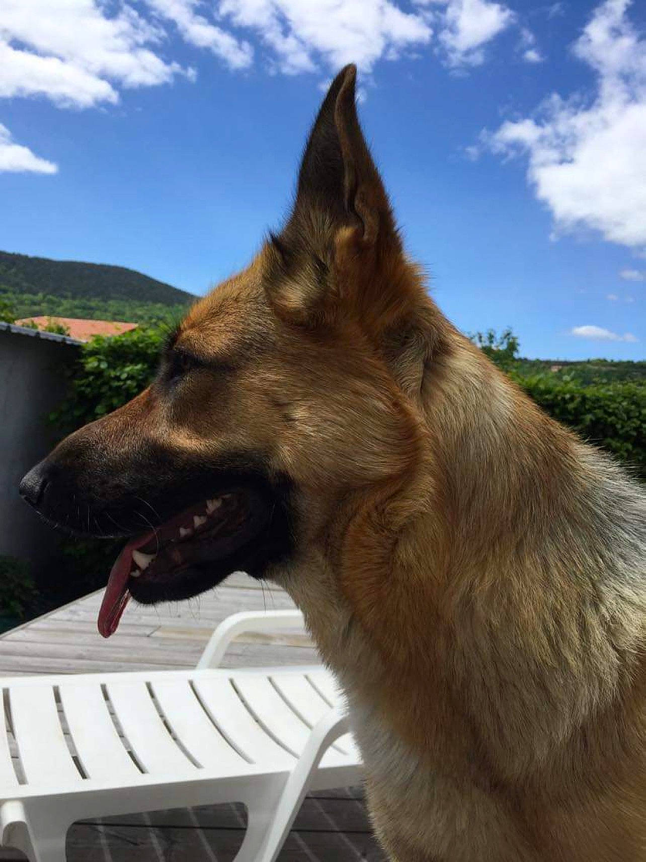 Octée a rejoint le concours — aidez-le/la à gagner de superbes lots ! canidae, canis, carnivore, cloud, collar, companion_dog, cumulus, dog, dog_breed, fawn, fur, german_shepherd_dog, jaw, plant, sky, snout, sporting_group, terrestrial_animal, wildlife, working_animal