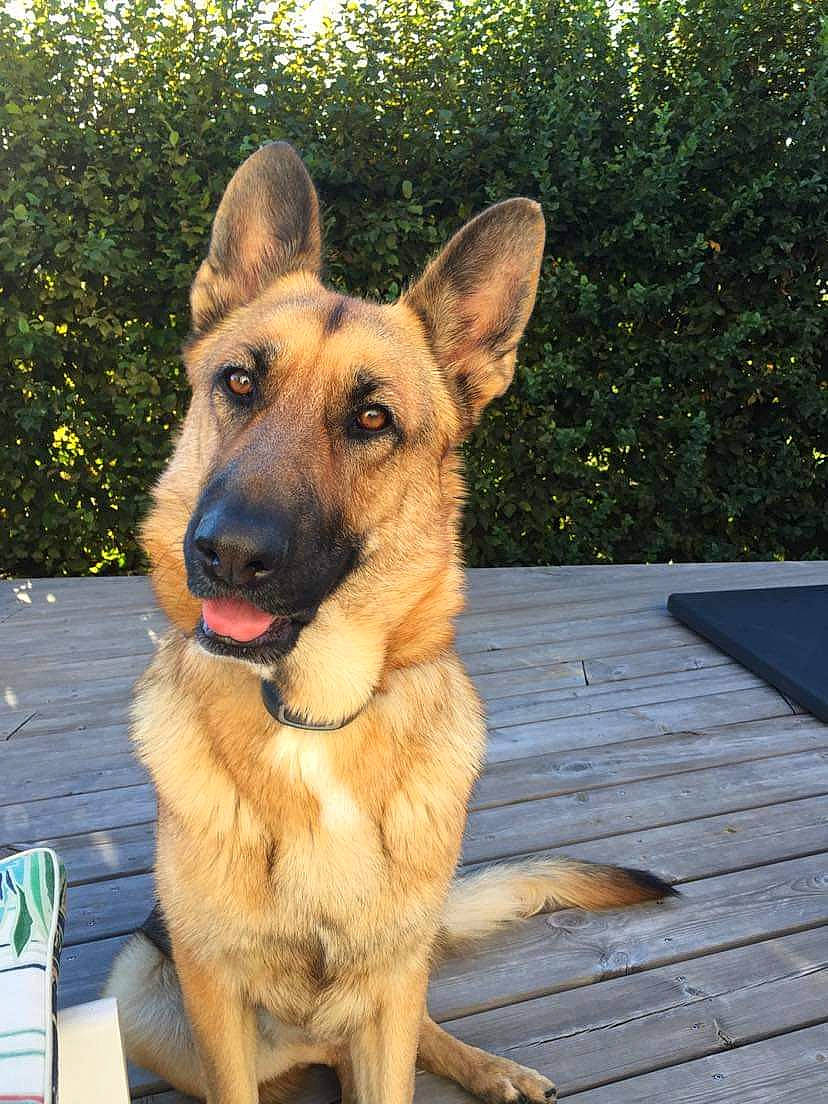 Octée participe au concours pour gagner de l'argent avec cette photo : carnivore, companion_dog, dog, dog_breed, east_european_shepherd, fur, german_shepherd_dog, herding_dog, pet_supply, plant, snout, terrestrial_animal, whiskers, wood, working_animal, working_dog