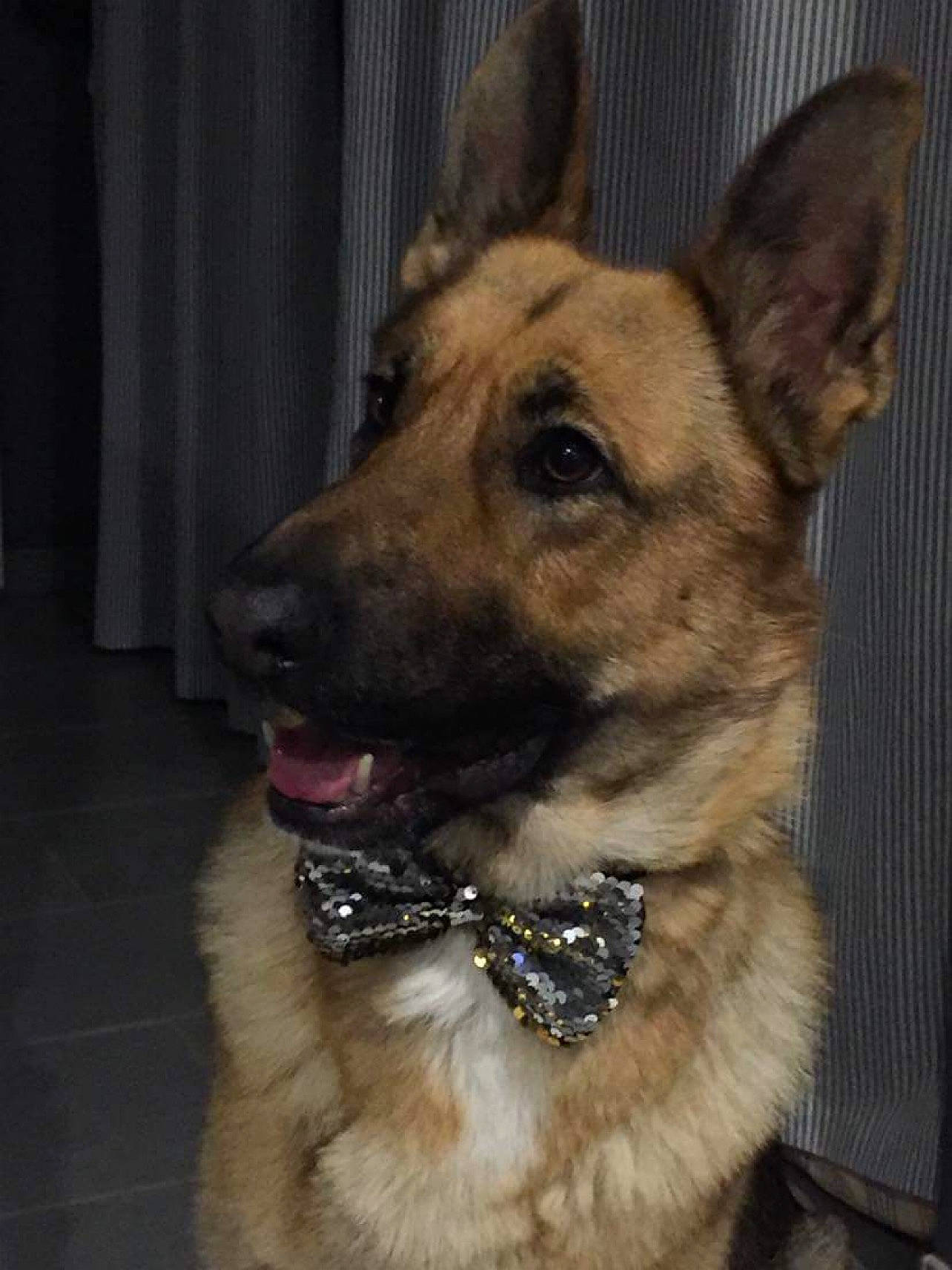 Octée participe au concours pour gagner de l'argent avec cette photo : canidae, carnivore, collar, companion_dog, curtain, dog, dog_breed, dog_collar, dog_supply, fawn, fur, german_shepherd_dog, guard_dog, herding_dog, pet_supply, snout, sporting_group, whiskers, working_animal, working_dog