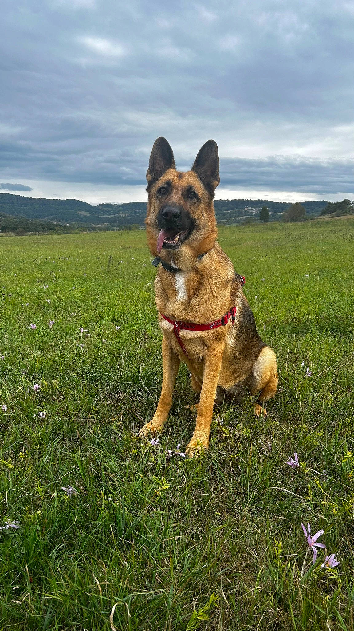 Octée participe au concours pour gagner de l'argent avec cette photo : adventure, canidae, carnivore, cloud, collar, companion_dog, dog, dog_breed, fawn, fireworks, flower, grass, grassland, herding_dog, plant, sky, snout, sporting_group, terrestrial_animal, working_animal