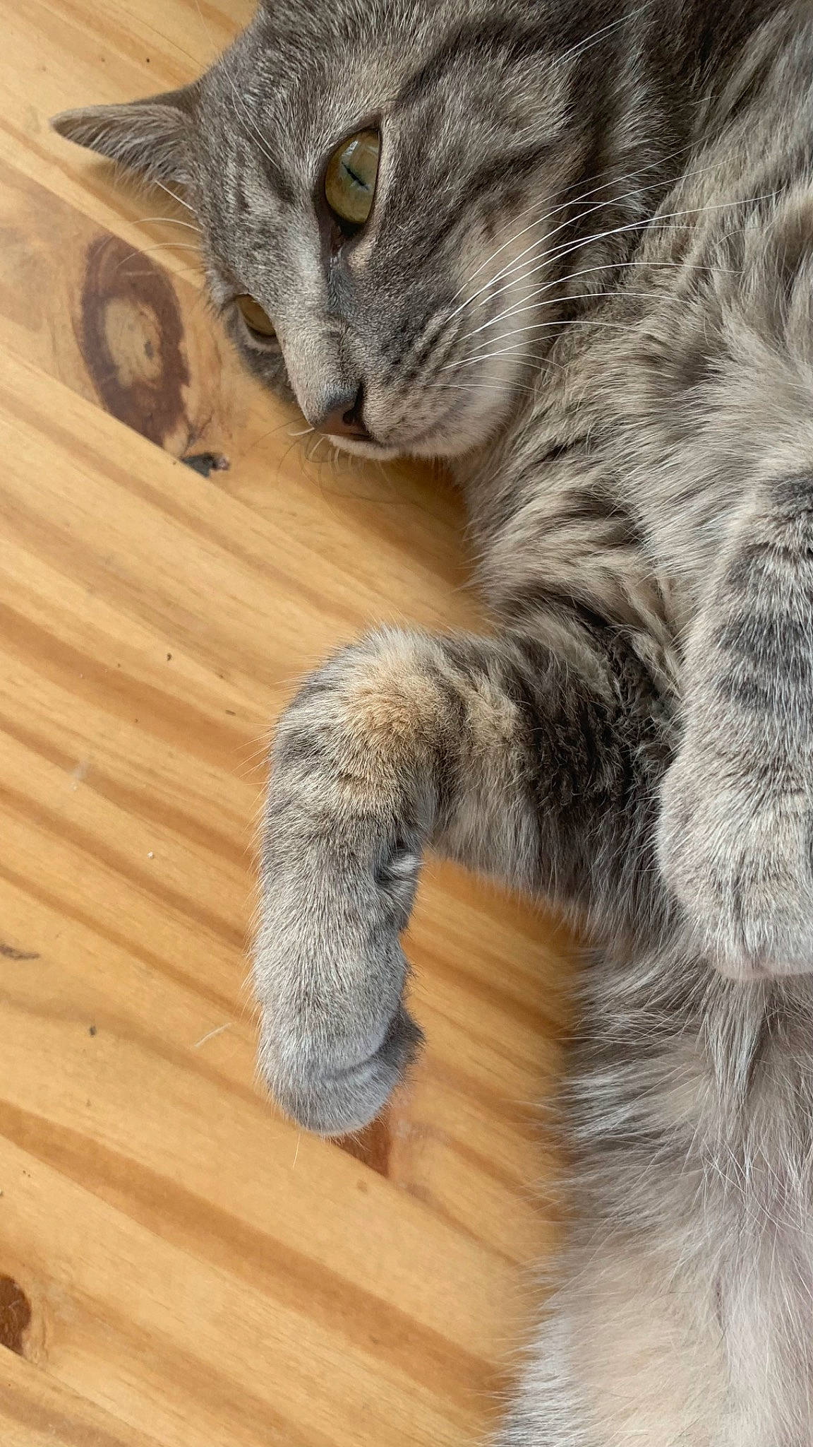 Pelote a rejoint le concours — aidez-le/la à gagner de superbes lots ! carnivore, cat, claw, domestic_short_haired_cat, felidae, flooring, fur, grey, hardwood, paw, small_to_medium_sized_cats, snout, tail, terrestrial_animal, whiskers, wood