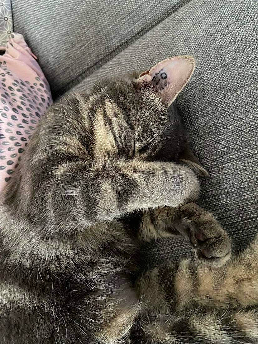 Pelote participe au concours pour gagner de l'argent avec cette photo : carnivore, cat, claw, comfort, domestic_short_haired_cat, eye, felidae, fur, grey, human_leg, nap, paw, sleep, small_to_medium_sized_cats, tail, terrestrial_animal, vertebrate, whiskers, wildlife