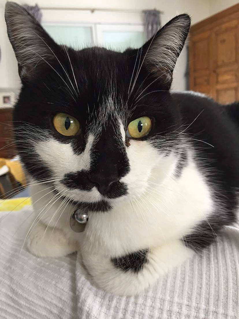 Bounty a rejoint le concours — aidez-le/la à gagner de superbes lots ! carnivore, cat, comfort, domestic_short_haired_cat, felidae, fur, paw, pet_supply, small_to_medium_sized_cats, snout, terrestrial_animal, whiskers