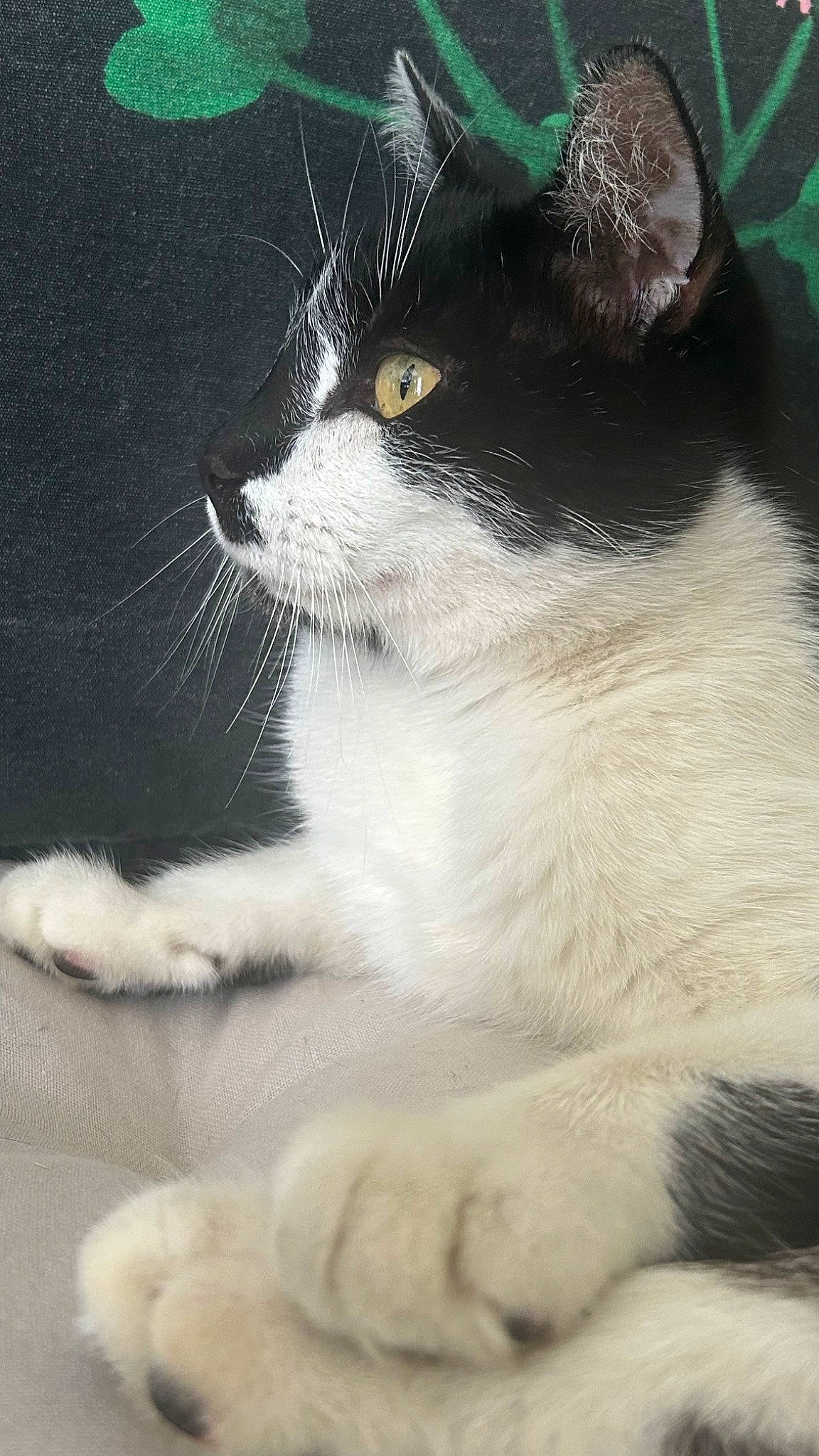 Bounty a rejoint le concours — aidez-le/la à gagner de superbes lots ! black_cat, carnivore, cat, domestic_short_haired_cat, eye, felidae, fur, hair, head, leg, monochrome_photography, paw, plant, sitting, small_to_medium_sized_cats, snout, tail, tree, whiskers, window