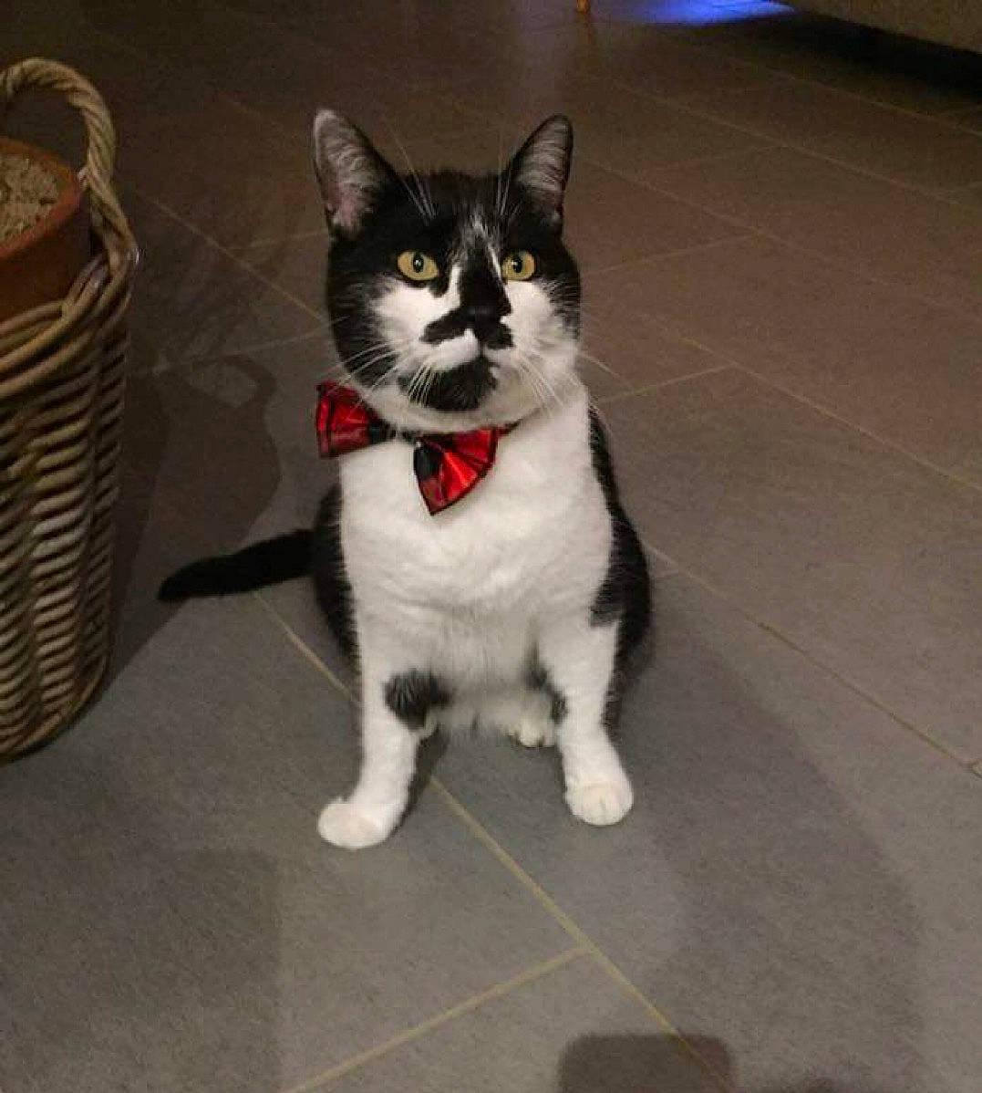 Bounty participe au concours pour gagner de l'argent avec cette photo : asphalt, automotive_tire, automotive_wheel_system, basket, carnivore, cat, domestic_short_haired_cat, felidae, flooring, foot, fur, human_leg, paw, picnic_basket, road_surface, small_to_medium_sized_cats, storage_basket, tail, whiskers, wicker