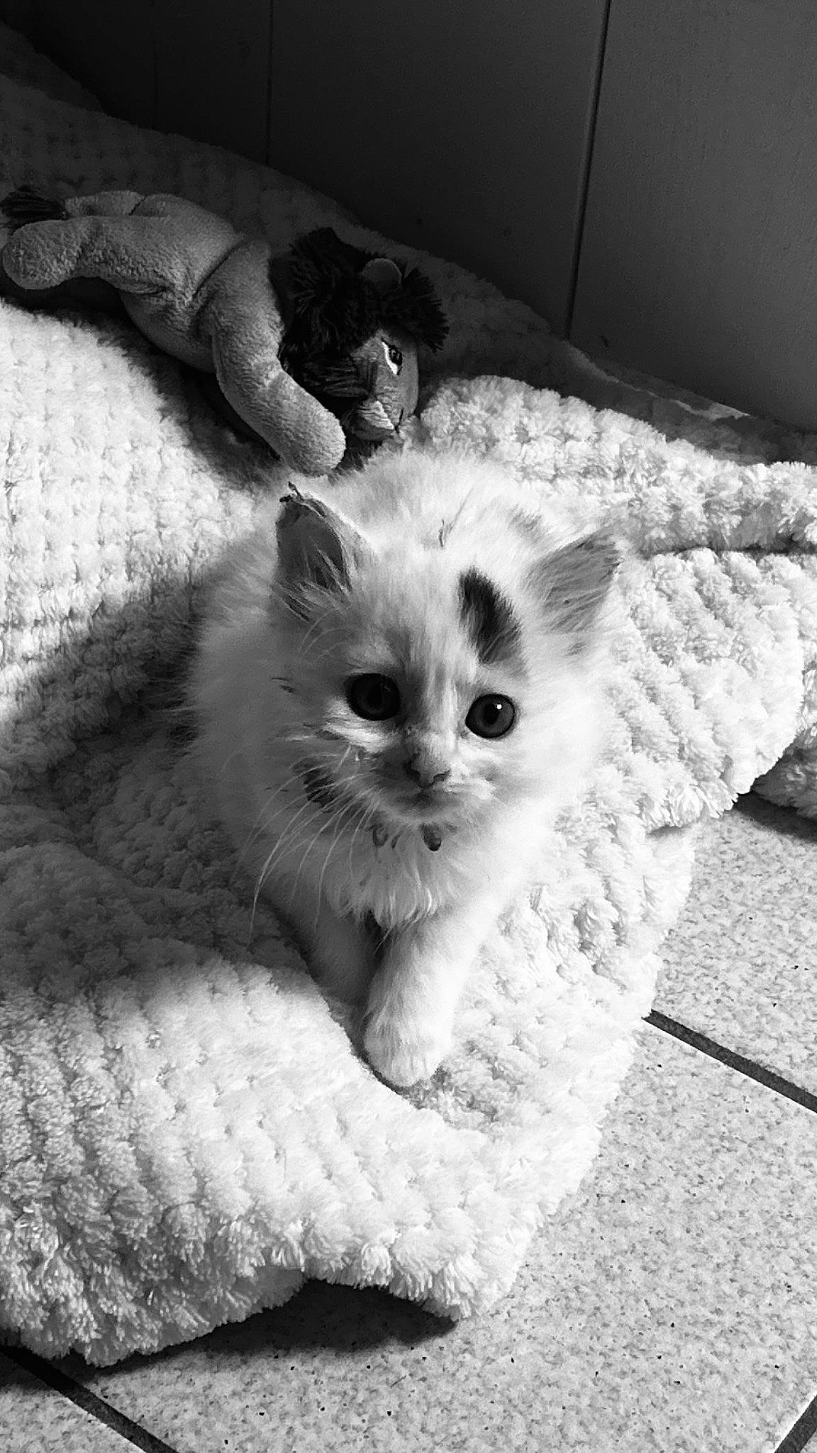 Alpine a rejoint le concours — aidez-le/la à gagner de superbes lots ! black_and_white, carnivore, cat, claw, comfort, domestic_short_haired_cat, fawn, felidae, flooring, fur, grey, monochrome, monochrome_photography, paw, sitting, small_to_medium_sized_cats, snout, style, tail, whiskers