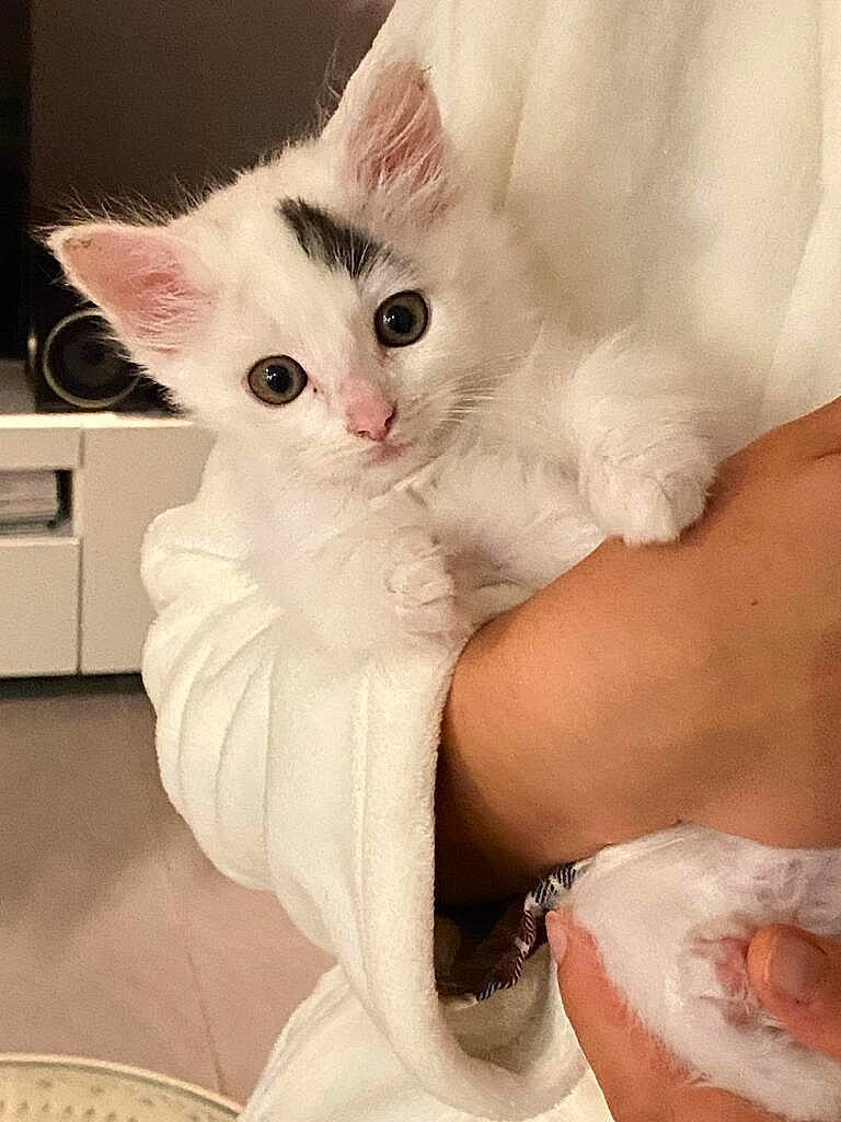 Alpine a rejoint le concours — aidez-le/la à gagner de superbes lots ! carnivore, cat, claw, comfort, domestic_short_haired_cat, ear, fawn, felidae, foot, fur, gesture, iris, nail, paw, sitting, small_to_medium_sized_cats, tail, whiskers