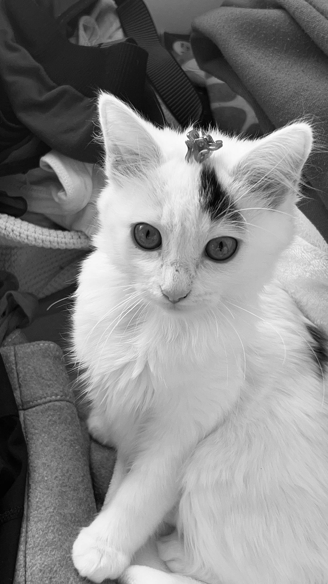 Alpine a rejoint le concours — aidez-le/la à gagner de superbes lots ! black_and_white, carnivore, cat, claw, comfort, domestic_short_haired_cat, eye, felidae, fur, gesture, monochrome, monochrome_photography, paw, photography, small_to_medium_sized_cats, snout, style, tail, whiskers, white