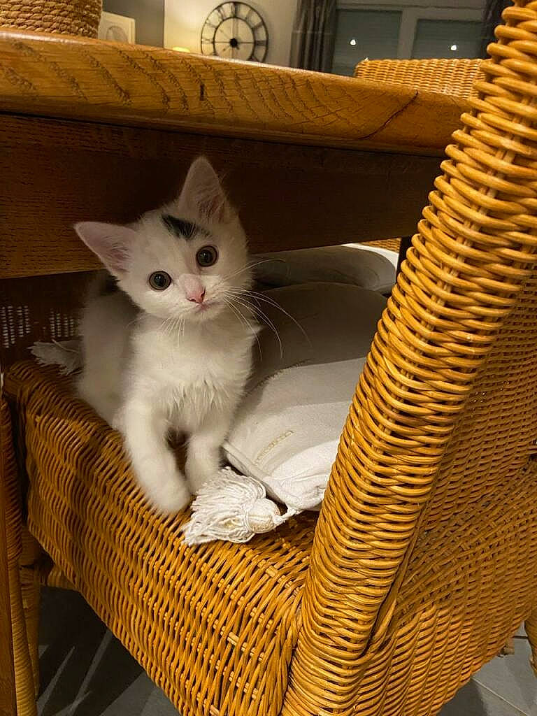 Alpine participe au concours pour gagner de l'argent avec cette photo : basket, carnivore, cat, cat_bed, cat_supply, chair, comfort, domestic_short_haired_cat, fawn, felidae, fur, paw, pet_supply, shelf, sitting, small_to_medium_sized_cats, tail, whiskers, wicker, wood