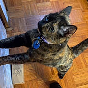 Frida joined the competition — help win amazing prizes! cat, closeup, collar, curious, ear, eye, floor, hardwood_floor, human_foot, id_tag, indoor, leg, motion_blur, parquet, paw, pet, playful, shoe, stretching, tortoiseshell