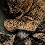 Frida is registered to the contest to win money with this photo: cat, close_up, cozy, curled, eye, feline, fur, indoor, mammal, nose, paw, pet, portrait, resting, sleeping, soft_texture, striped, tail, tortoiseshell_cat, whiskers