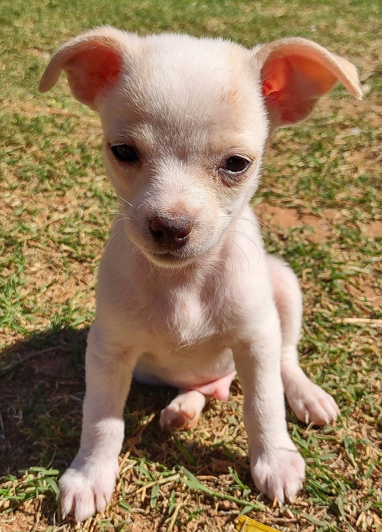 Rhode joined the competition — help win amazing prizes! canidae, carnivore, companion_dog, dog, dog_breed, fawn, grass, irishjacks, non_sporting_group, plant, snout, sporting_group, terrestrial_animal, terrestrial_plant, toy_dog, whiskers, working_animal