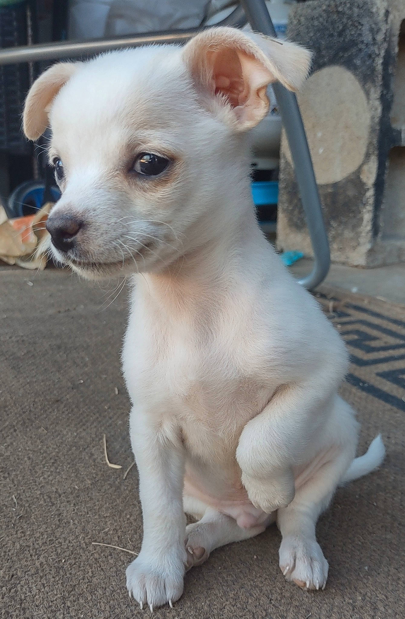 Rhode is registered to the contest to win money with this photo: canidae, carnivore, chihuahua, companion_dog, dog, dog_breed, fawn, irishjacks, non_sporting_group, snout, sporting_group, terrestrial_animal, toy_dog, working_animal