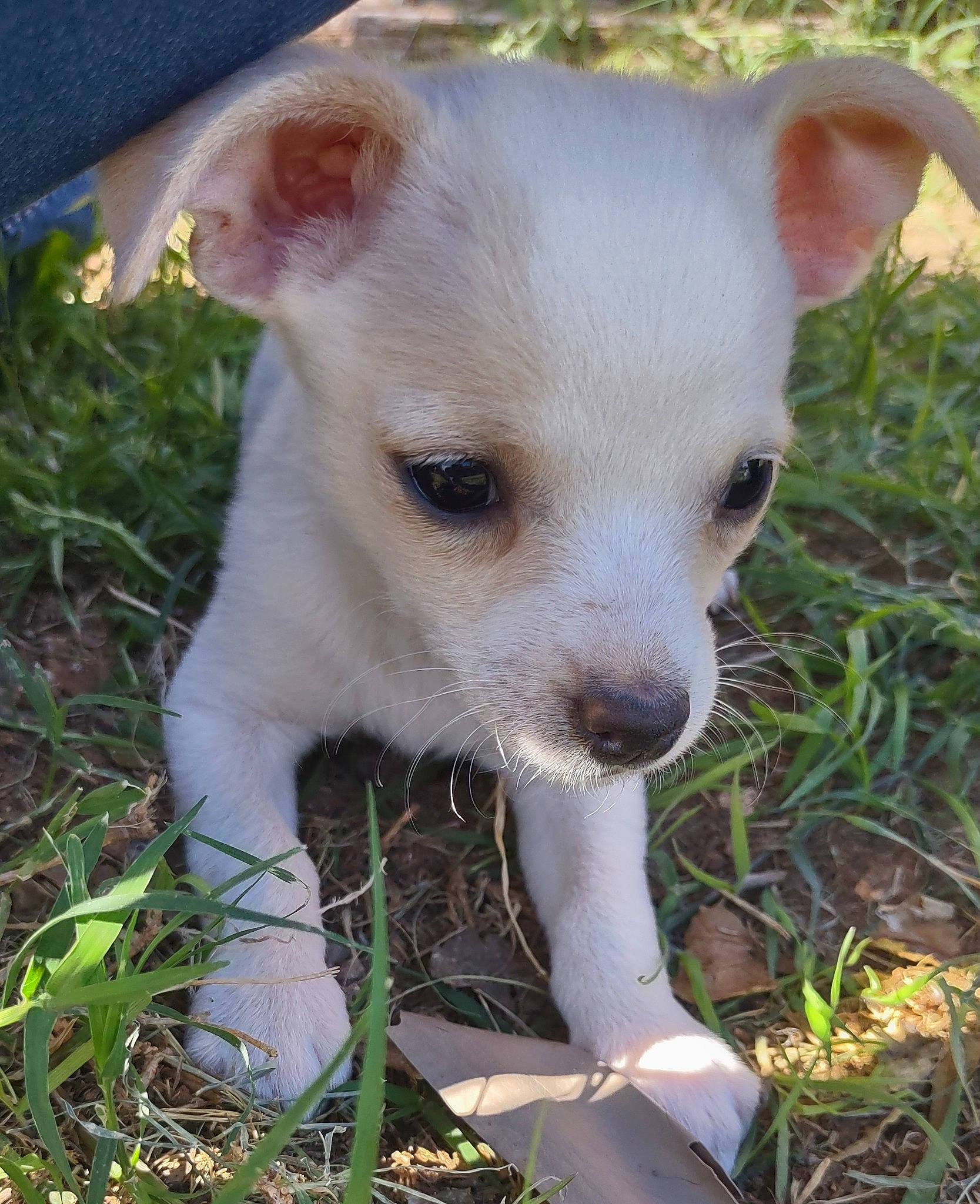 Rhode joined the competition — help win amazing prizes! canidae, carnivore, companion_dog, dog, dog_breed, fawn, fur, grass, non_sporting_group, plant, puppy, snout, sporting_group, terrestrial_animal, toy_dog, whiskers, working_animal