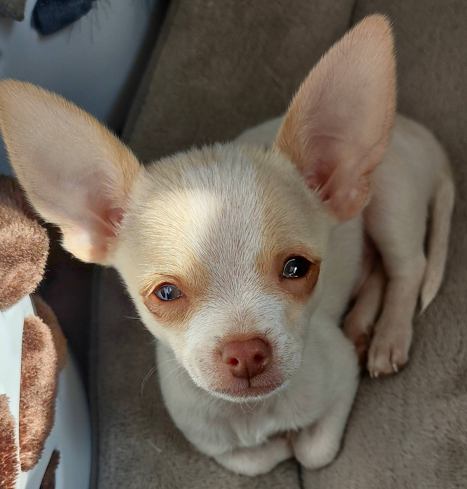 Pilot is registered to the contest to win money with this photo: canidae, carnivore, companion_dog, corgi_chihuahua, dog, dog_breed, ear, eye, fawn, fur, human_body, non_sporting_group, snout, terrestrial_animal, toy_dog, whiskers