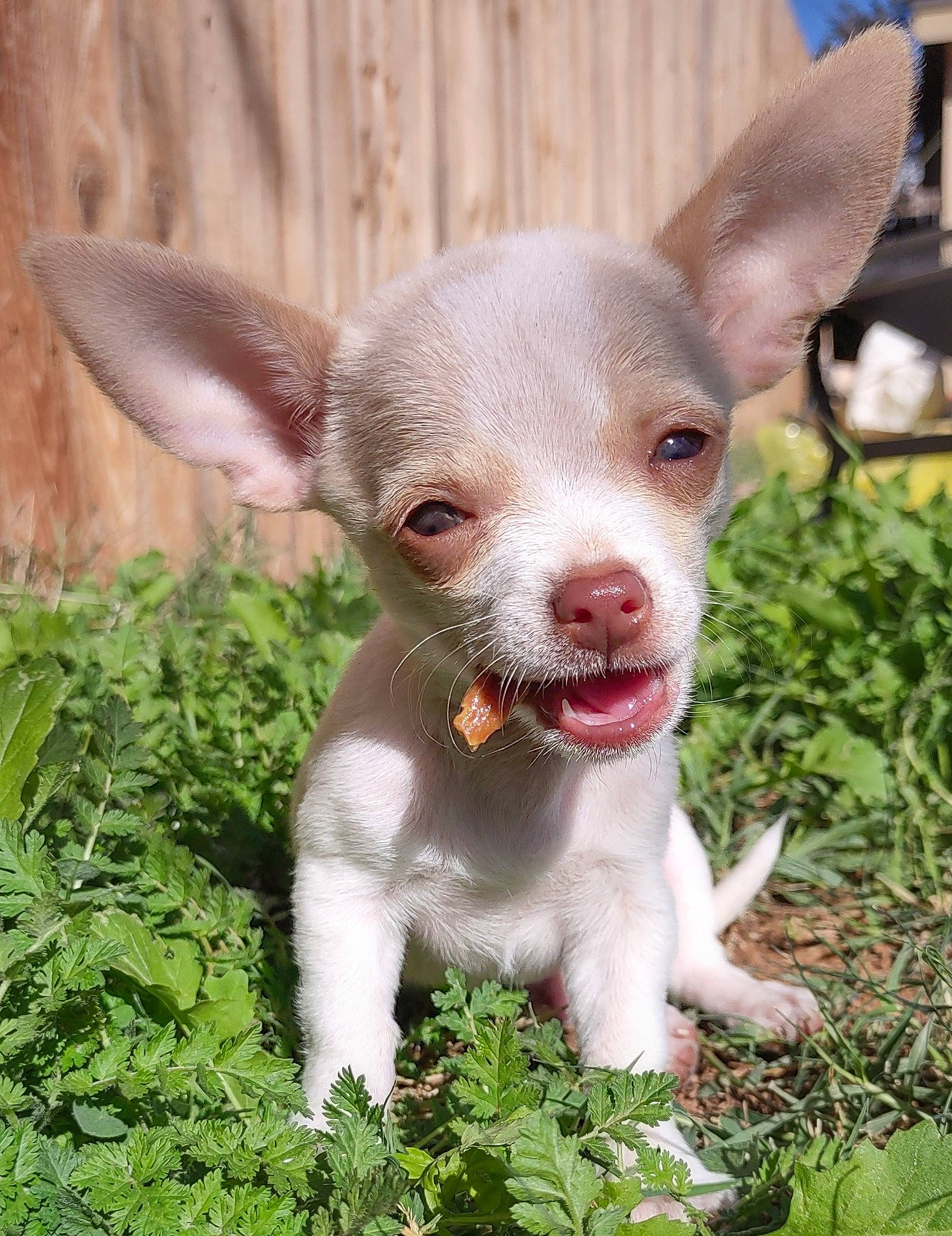 Pilot joined the competition — help win amazing prizes! canidae, carnivore, chihuahua, companion_dog, dog, dog_breed, fawn, grass, groundcover, plant, recipe, sporting_group, terrestrial_animal, terrestrial_plant, toy_dog, whiskers, working_animal