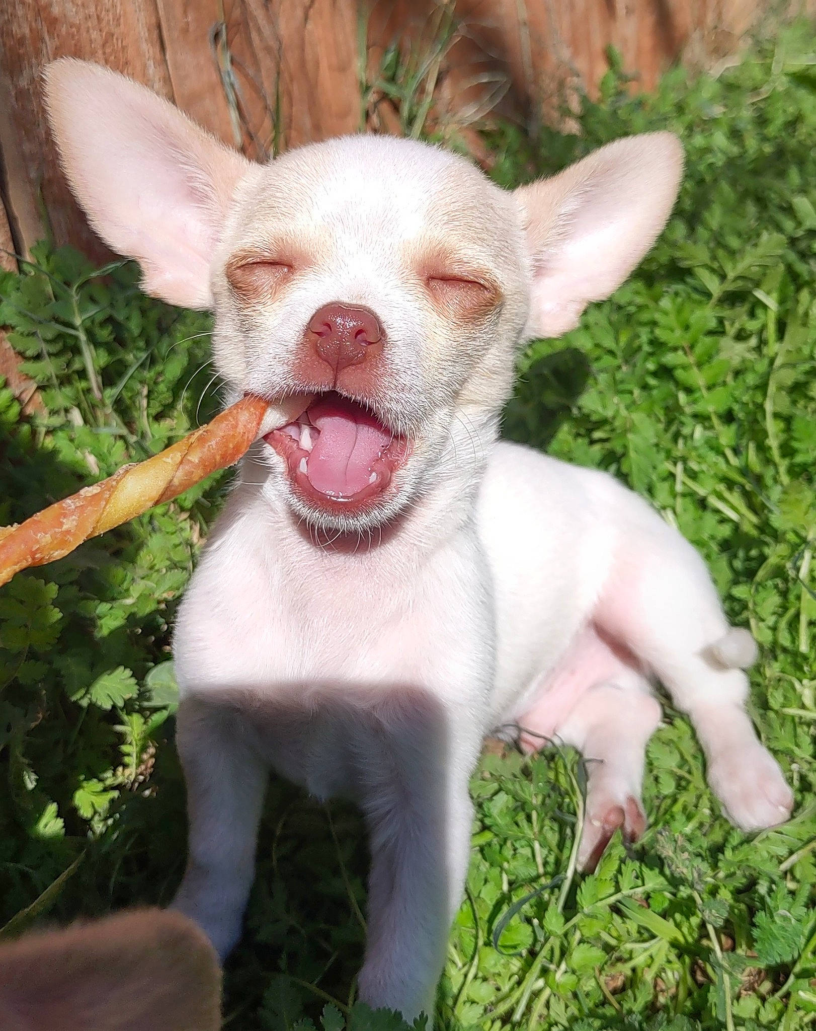 Pilot joined the competition — help win amazing prizes! canidae, carnivore, companion_dog, dog, dog_breed, ear, fawn, grass, groundcover, livestock, non_sporting_group, plant, snout, tail, terrestrial_animal, whiskers, working_animal