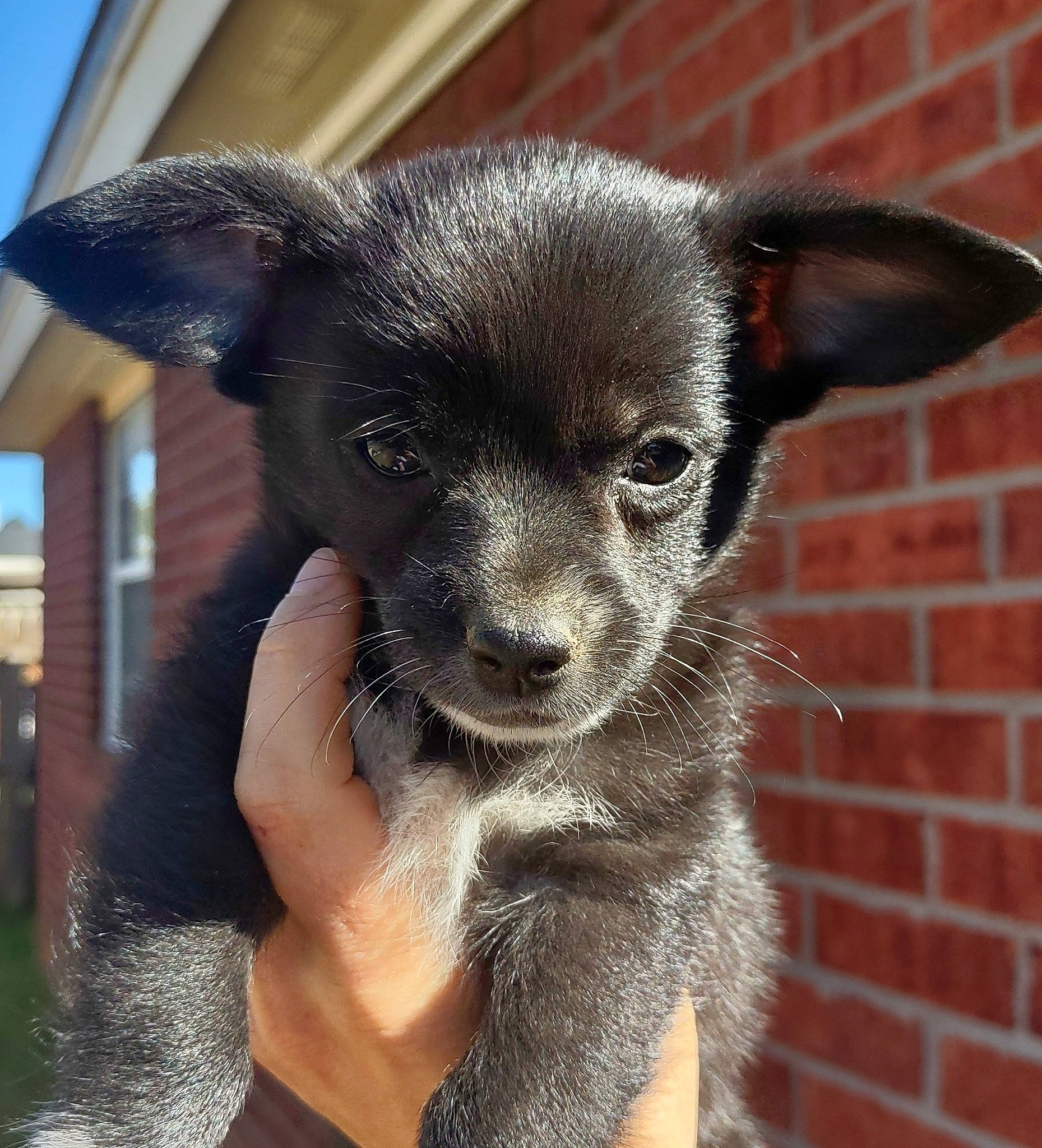 Collie joined the competition — help win amazing prizes! brick, brickwork, canidae, carnivore, chihuahua, companion_dog, dog, dog_breed, fawn, fur, non_sporting_group, puppy, sky, snout, sporting_group, terrestrial_animal, toy_dog, whiskers, window, working_animal