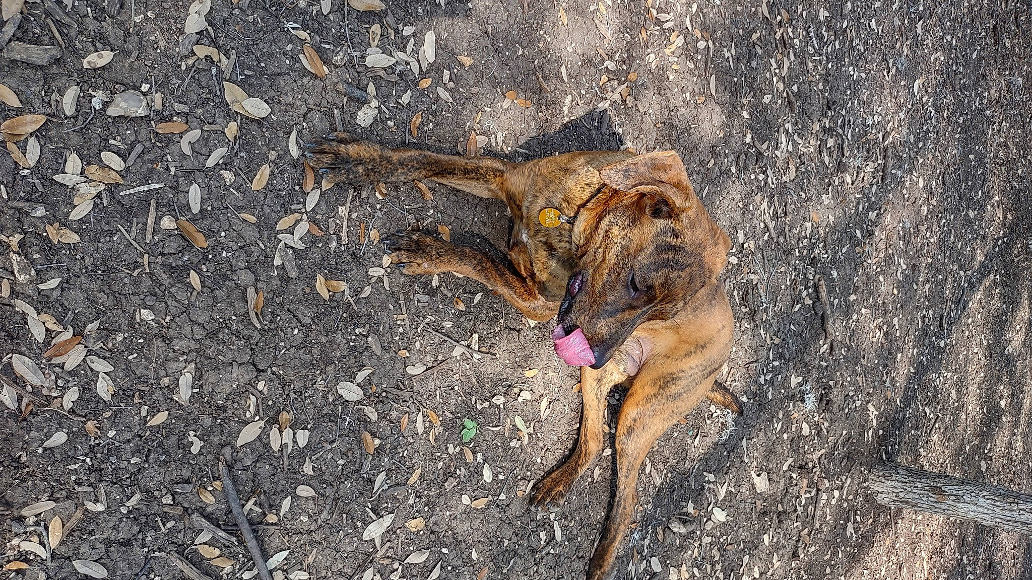 Jupiter is registered to the contest to win money with this photo: canidae, carnivore, claw, collar, dog, dog_breed, fawn, grass, leash, old_german_shepherd_dog, paw, road_surface, snout, soil, sporting_group, street_dog, tail, terrestrial_animal, treeing_tennessee_brindle, working_animal