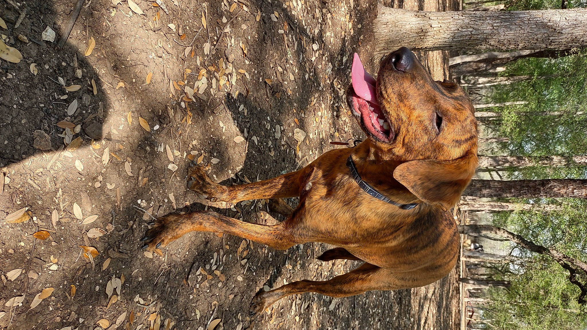 Jupiter joined the competition — help win amazing prizes! big_cats, canidae, carnivore, dog_breed, dress, fawn, felidae, grass, lion, organism, plant, snout, soil, sporting_group, tail, terrestrial_animal, tree, trunk, wildlife, wood