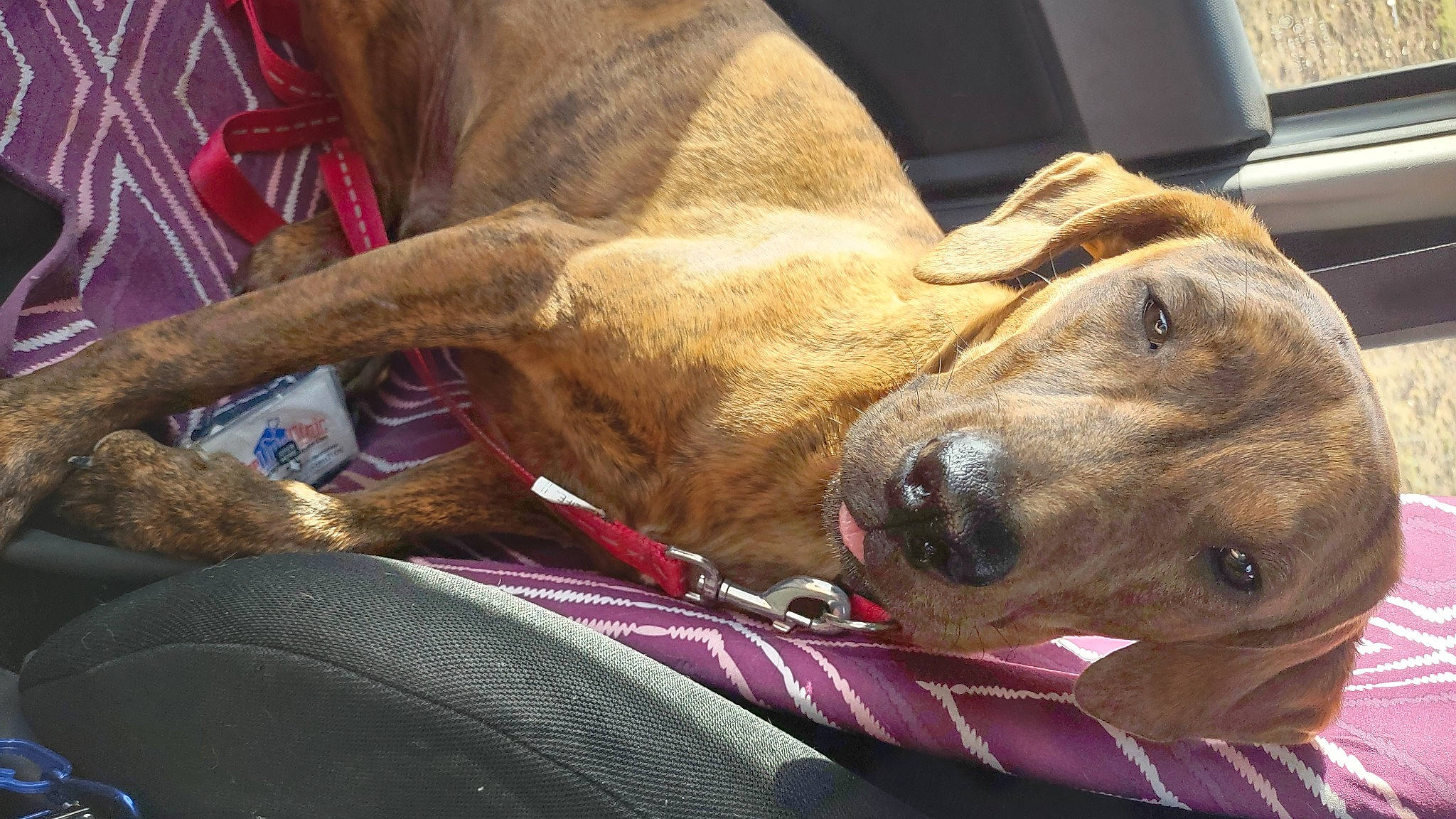 Jupiter is registered to the contest to win money with this photo: canidae, carnivore, collar, comfort, companion_dog, dog, dog_breed, dog_collar, ear, fawn, fur, guard_dog, liver, nap, paw, snout, sporting_group, whiskers, working_animal, wrinkle