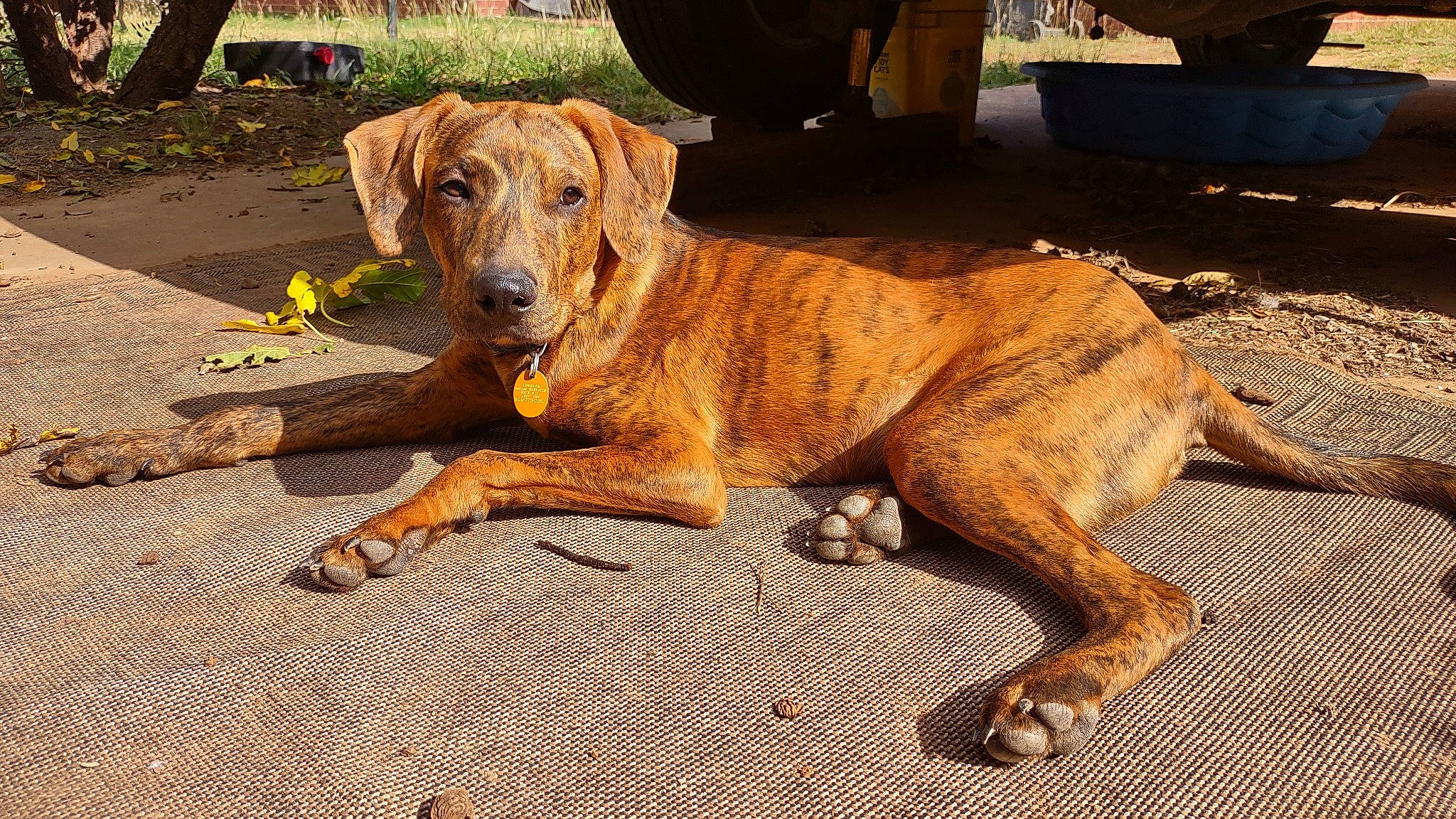 Jupiter joined the competition — help win amazing prizes! ancient_dog_breeds, canidae, carnivore, collar, companion_dog, dog, dog_breed, dog_collar, fawn, guard_dog, hunting_dog, liver, molosser, plant, soil, sporting_group, wood, working_animal, working_dog