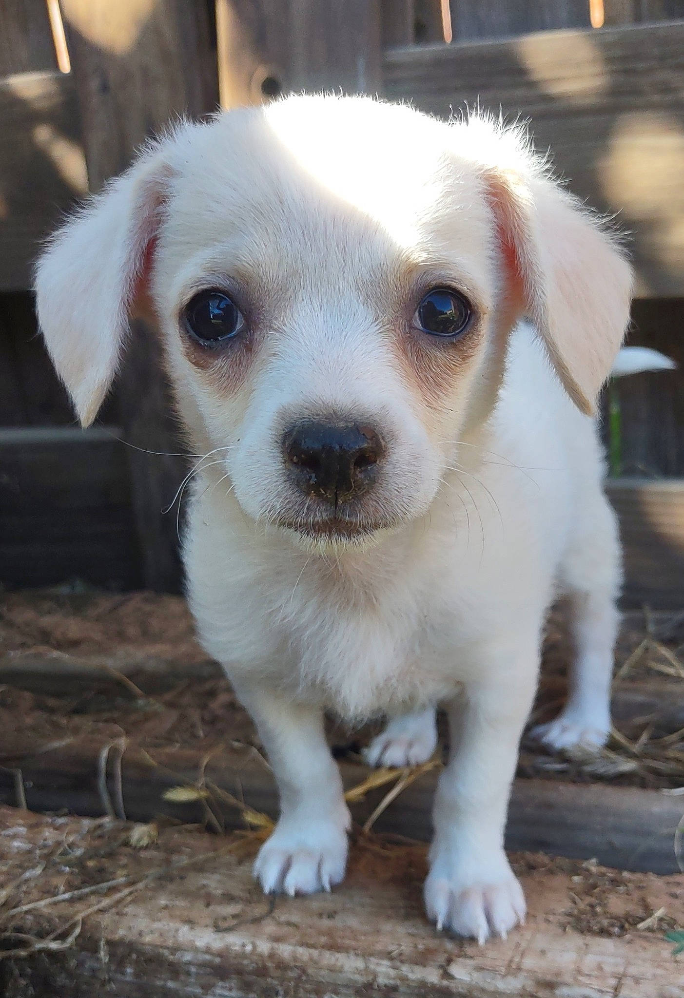 Stark is registered to the contest to win money with this photo: ancient_dog_breeds, canidae, carnivore, companion_dog, dog, dog_breed, ear, fawn, fur, puppy, snout, sporting_group, terrestrial_animal, whiskers, working_animal