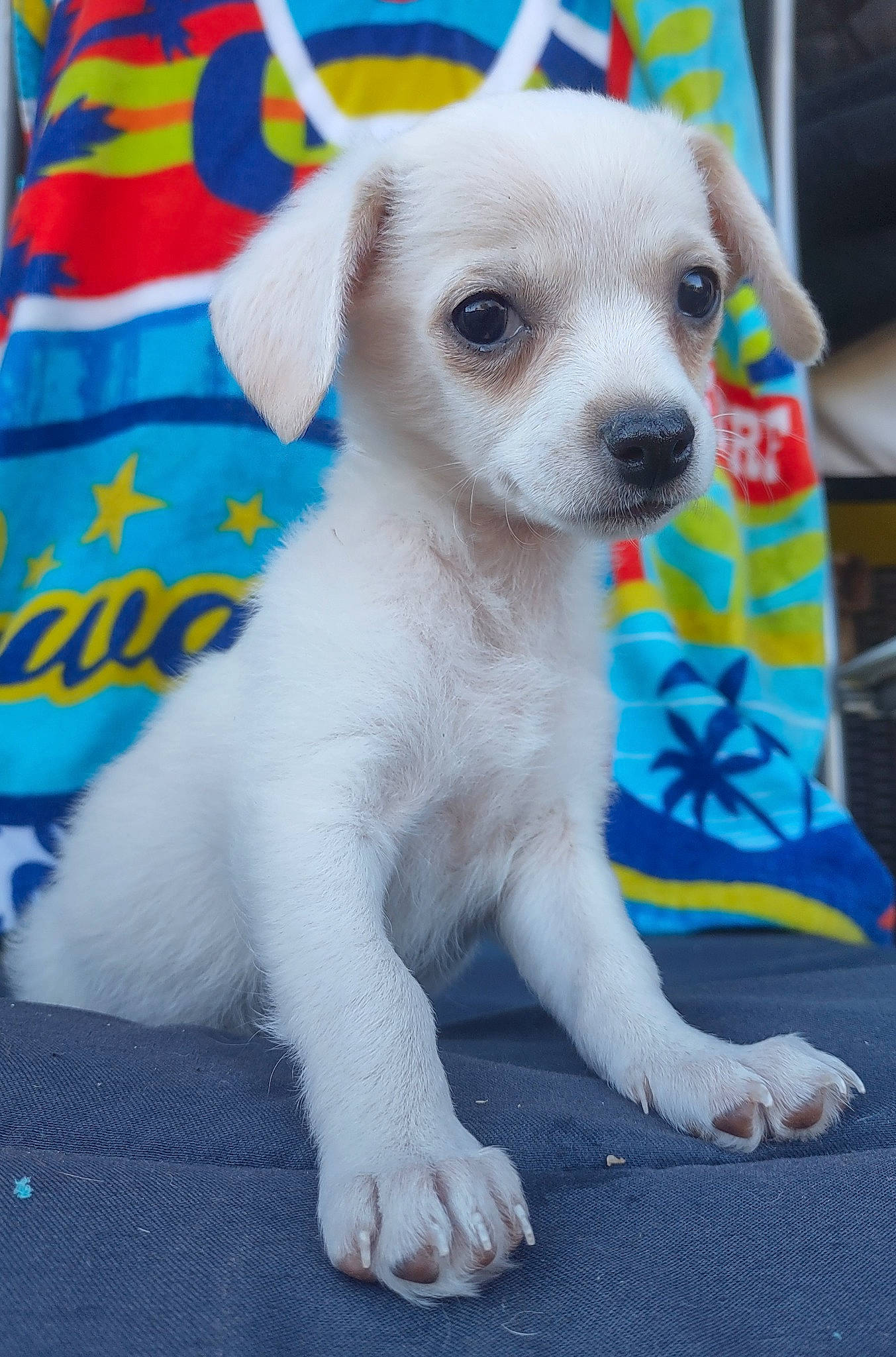 Stark is registered to the contest to win money with this photo: canidae, carnivore, companion_dog, dog, dog_breed, dog_supply, fawn, fur, non_sporting_group, paw, puppy, snout, sporting_group, tail, terrestrial_animal, toy_dog, whiskers, working_animal