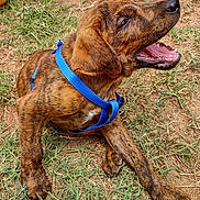 Jupiter joined the competition — help win amazing prizes! animal, black, blue_harness, brindle, brown, canine, dog, ears, fur, grass, mouth_open, nature, outdoor, paw, pet, playful, puppy, side_view, tongue, young_dog