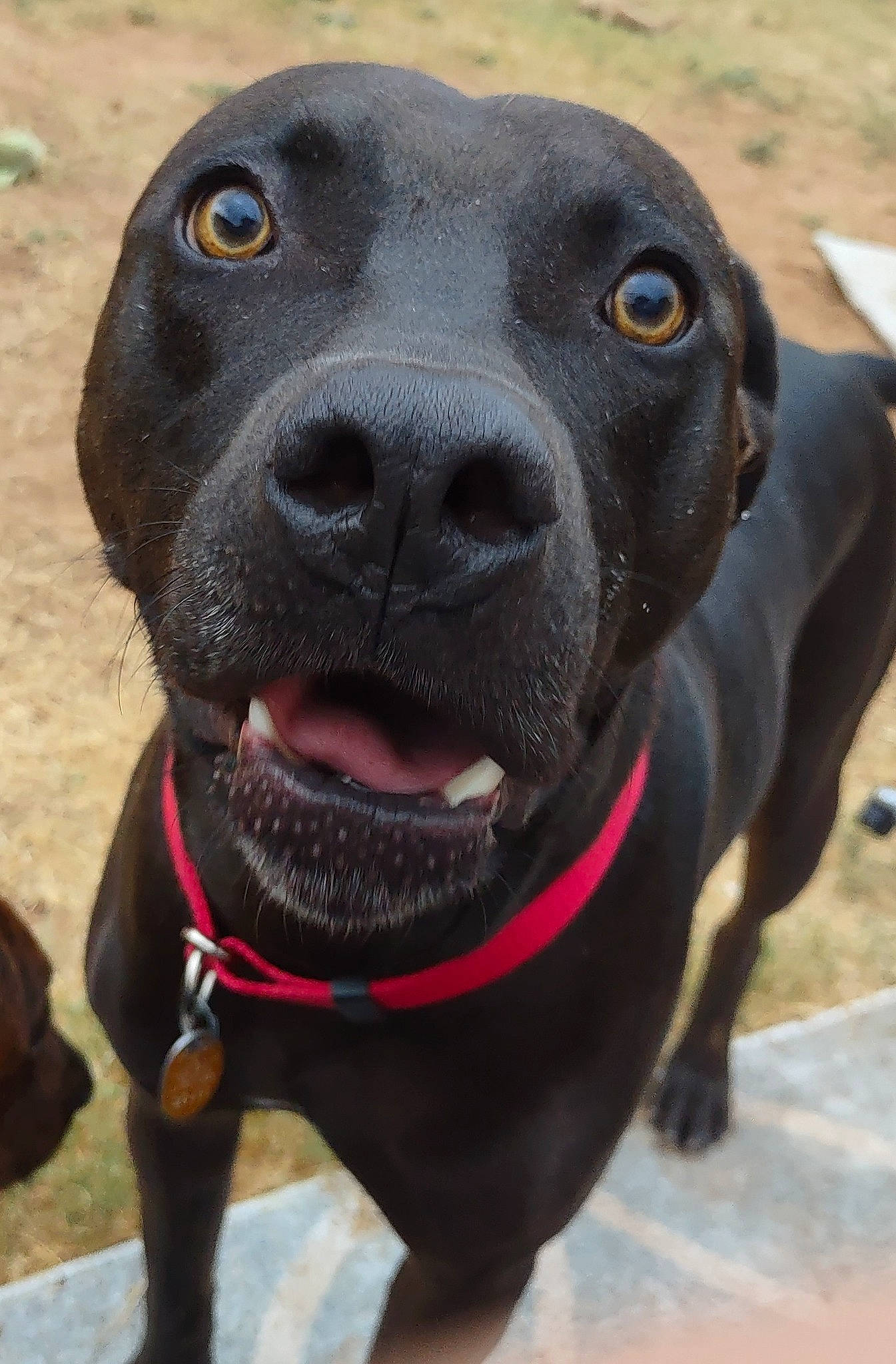 Herc is registered to the contest to win money with this photo: borador, canidae, carnivore, collar, companion_dog, dog, dog_breed, dog_collar, eye, fawn, head, non_sporting_group, pet_supply, plant, snout, sporting_group, terrestrial_animal, whiskers, working_animal, working_dog