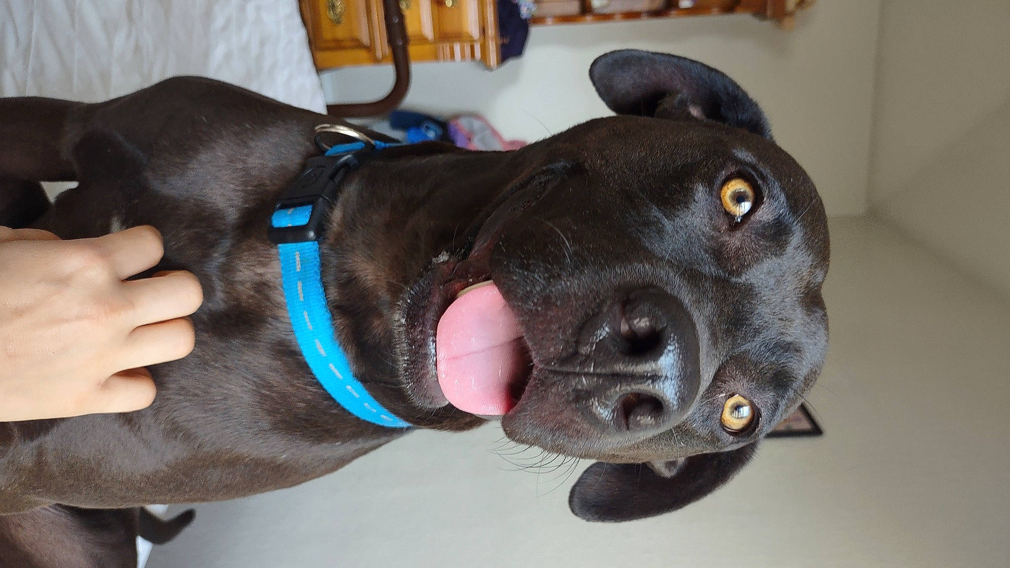 Herc is registered to the contest to win money with this photo: carnivore, collar, companion_dog, dog, dog_breed, dog_collar, dog_supply, ear, electric_blue, fashion_accessory, fawn, fur, leash, liver, personal_protective_equipment, pet_supply, snout, sporting_group, whiskers, working_animal