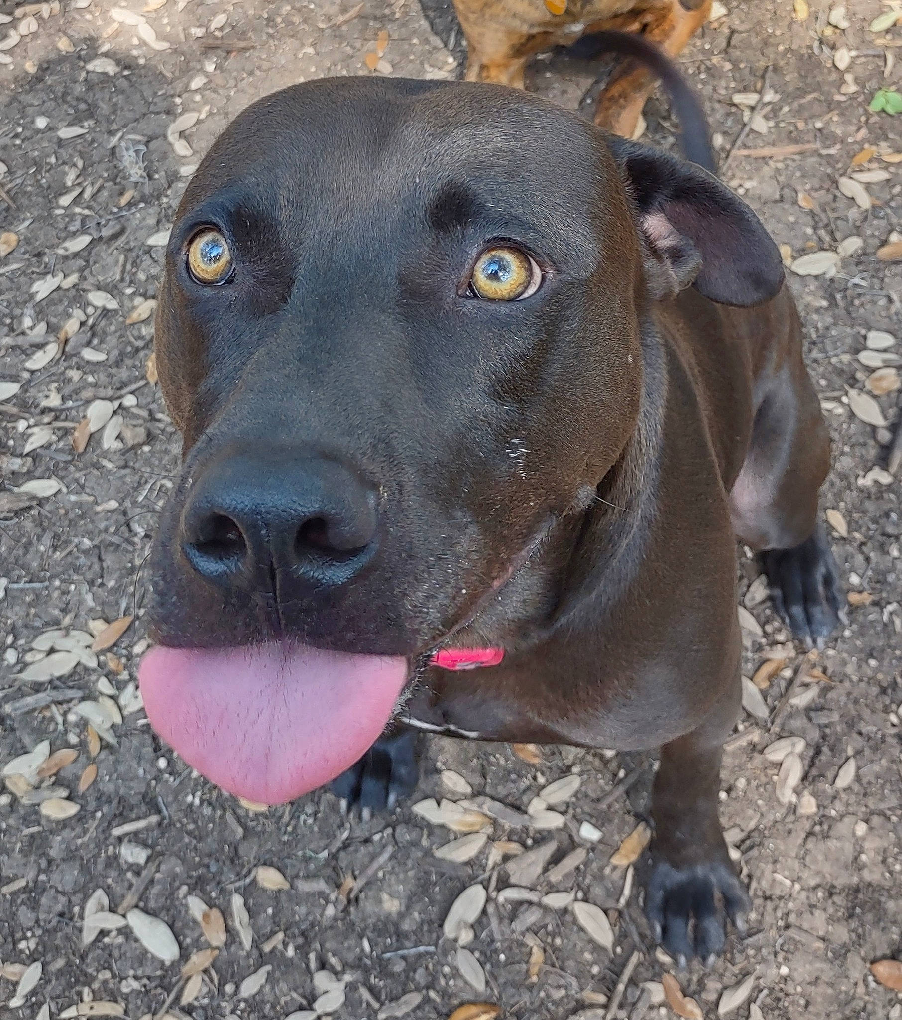 Herc joined the competition — help win amazing prizes! canidae, carnivore, collar, companion_dog, dog, dog_breed, dog_collar, dog_supply, electric_blue, fawn, guard_dog, hunting_dog, leash, liver, pet_supply, snout, sporting_group, terrestrial_animal, whiskers, working_animal