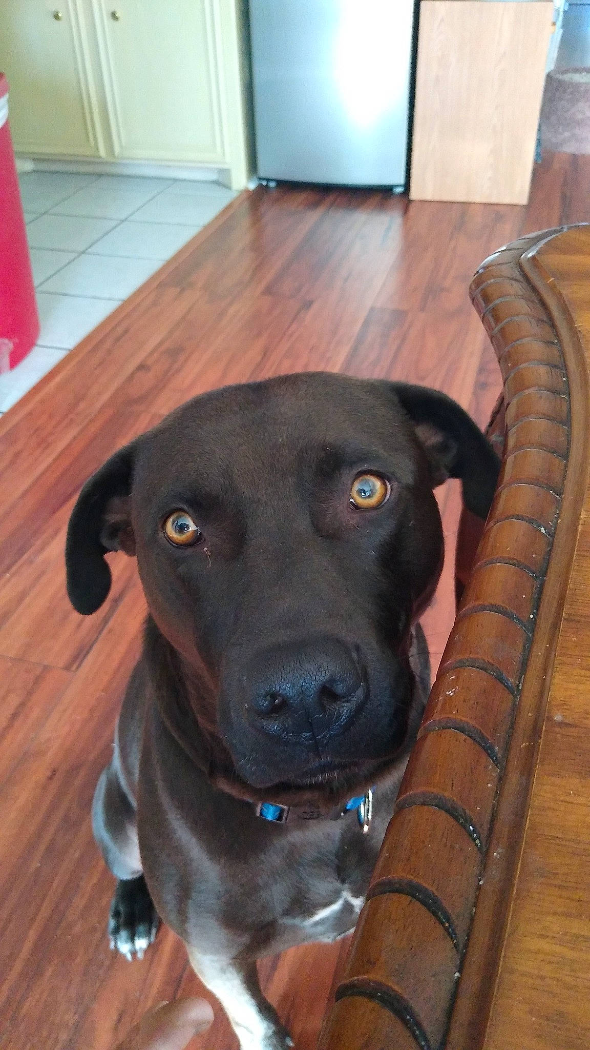 Herc is registered to the contest to win money with this photo: carnivore, collar, companion_dog, dog, dog_breed, dog_collar, fawn, floor, flooring, gun_dog, hardwood, laminate_flooring, liver, snout, sporting_group, whiskers, wood, wood_flooring, wood_stain, working_animal