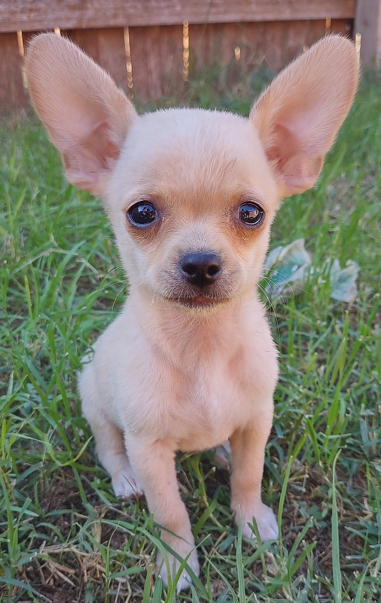 Cillian is registered to the contest to win money with this photo: canidae, carnivore, chihuahua, companion_dog, corgi_chihuahua, dog, dog_breed, ear, eye, fawn, fur, grass, head, pattern, russkiy_toy, snout, terrestrial_animal, toy_dog, whiskers, working_animal