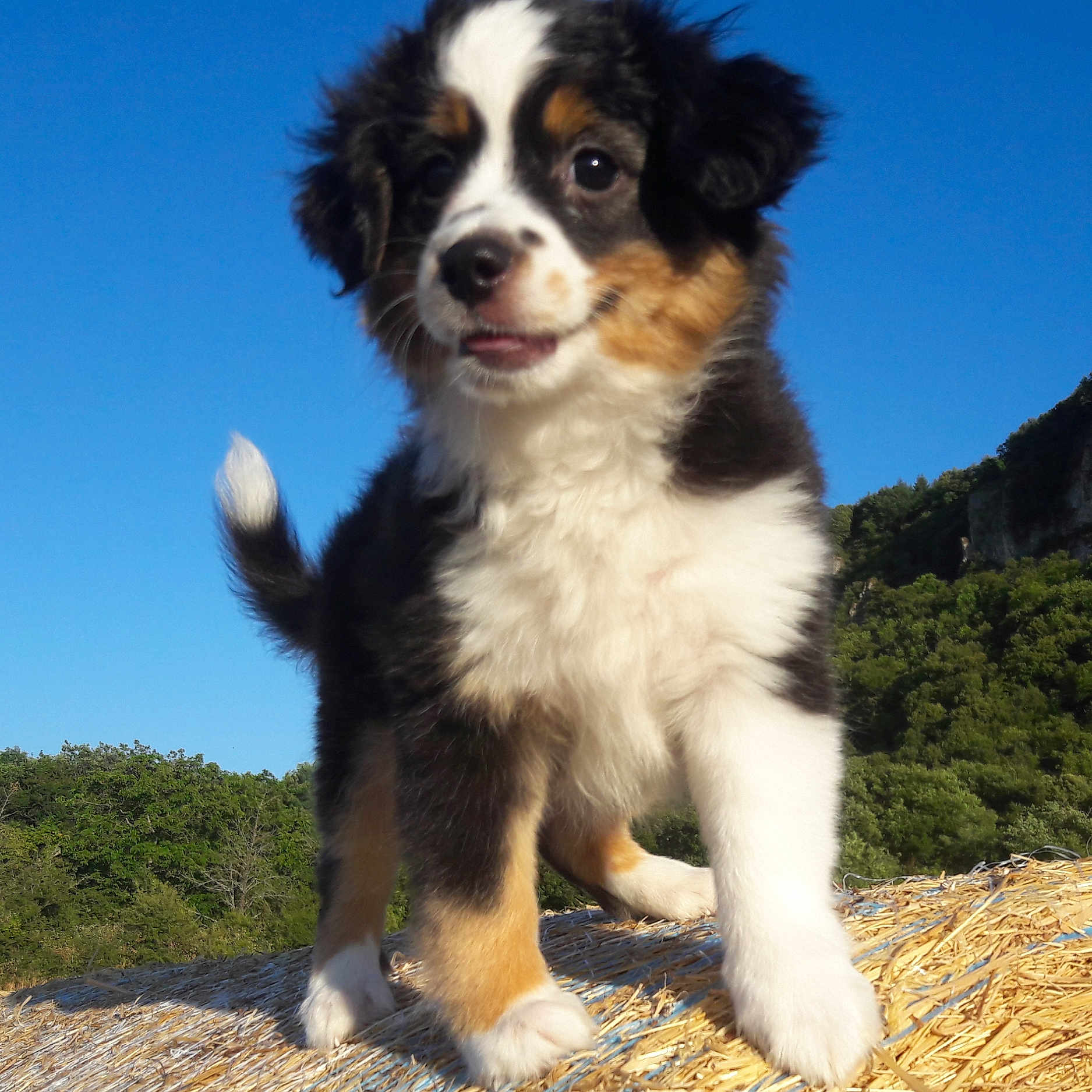 Angèle a rejoint le concours — aidez-le/la à gagner de superbes lots ! animal, blue_sky, canine, curious, cute, daylight, dog, fluffy, fur, grass, hay_bale, mammal, nature, outdoor, pet, playful, puppy, standing, trees, young