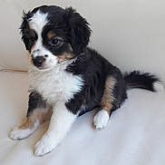 Angèle participe au concours pour gagner de l'argent avec cette photo : puppy, dog, tricolor, fluffy, sitting, white_cushion, pet, young, cute, indoor, animal, fur, black, white, brown, tail, ears, nose, paw, portrait